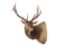 North American Elk Shoulder Trophy Mount. Height 60