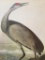c1946 Audubon Print, #261 Sandhill Crane
