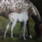 Original Oil on Canvas Horse/Colt Series, signed, Y.O.G. Bianco - Master Artist. Unique,