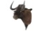South African Black Wildebeest Shoulder Trophy Mount.