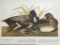 c1946 Audubon Print, #229 Lesser Scaup Duck