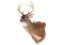 Common Red Buck Deer Shoulder Trophy Mount (8 Pt).