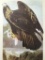 c1946 Audubon Print, #181 Golden Eagle