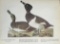 c1946 Audubon Print, #294 Ring-Necked Duck