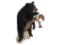 Full Body Black Bear With Fish Trophy Wall Mount