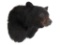 Black Bear Trophy Head Mount, Signed Parsons '02. Height 15