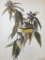 c1946 Audubon Print, #138 Connecticut Warbler