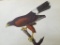 c1946 Audubon Print, # 392 Harris's Hawk