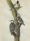 c1946 Audubon Print, #389 Red-Cockaded Woodpecker