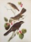 c1946 Audubon Print, #419 Thrush, Solitaire & Jay