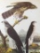 c1946 Audubon Print, #141 Goshawk