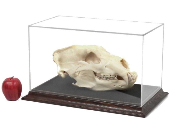 Large Bear Skull. Length 14" (with Display Case)