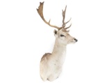 North American Deer Shoulder Trophy Mount (8pt). Height 42
