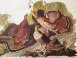 c1946 Audubon Print, #41 Ruffed Grouse