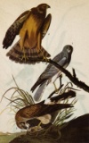 c1946 Audubon Print, Marsh Hawk, #356