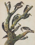 c1946 Audubon Print, Two Woodpeckers