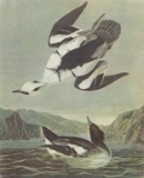 c1946 Audubon Print, #347 Smew, Diving Duck