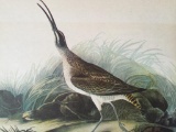 c1946 Audubon Print, #237 Hudsonian Curlew