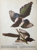 c1946 Audubon Print, #357 American Magpie
