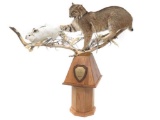 Maine Bobcat & Hare, Full Body Trophy Mount With Oak
