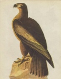 Vintage Audubon Print, Bald Eagle