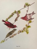 c1950 Audubon Print, Purple Finch