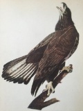 c1946 Audubon Print, #126 Bald Eagle