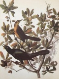 c1946 Audubon Print, #187 Boat-Tailed Grackle