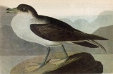 c1946 Audubon Print, Greater Shearwater #283