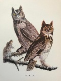 c1950 Audubon Print, Great Horned Owl