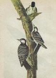 c1946 Audubon Print, #389 Red-Cockaded Woodpecker