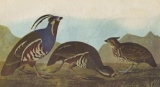 c1946 Audubon Print, #423 Mountain Quail