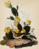 c1946 Audubon Print, Vesper Sparrow