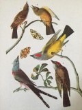 c1946 Audubon Print, #359 Three Tyrant Flycatchers