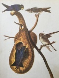c1946 Audubon Print, #22 Purple Martin