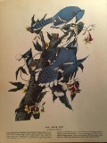 c1946 Audubon Print, #102 Blue Jay