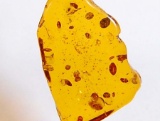 Aaa+ 20.40 Cts Baltic Amber Translucent Cabochon