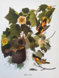 c1950 Audubon Print, Baltimore Oriole
