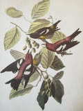 c1946 Audubon Print, # 364 White-Winged Crossbill