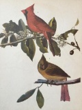 c1946 Audubon Print, #159 Cardinal