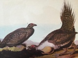 c1946 Audubon Print, #371 Sage Grouse