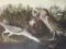 Audubon Print, #236 Black-Crowned Night Heron