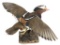 Mandarin Duck In Flight Trophy Wall Mount