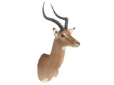 Impala Shoulder Trophy Mount. Height 39