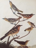 c1946 Audubon Print, #433 A Featured Pot-Pourri