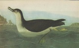 c1946 Audubon Print, Manx Shearwater #295