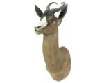 Spring Bok Shoulder Trophy Mount. Height 28