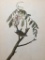 c1946 Audubon Print, #104 Chipping Sparrow