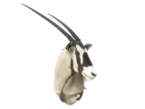 Gemsbok Antelope Shoulder Trophy Mount