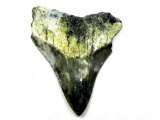 Prehistoric Megalodon Shark Tooth Specimen